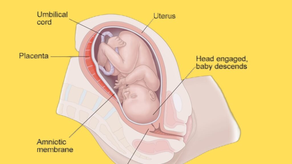 Normal Delivery vs. C-Section, Best gynecologist In Kolkata , Best lady gynecologist In Kolkata , gynecologist In Kolkata , Lady gynecologist In Kolkata